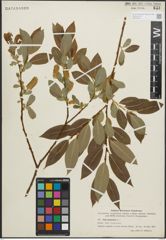 Foto von Salix pentandra L.